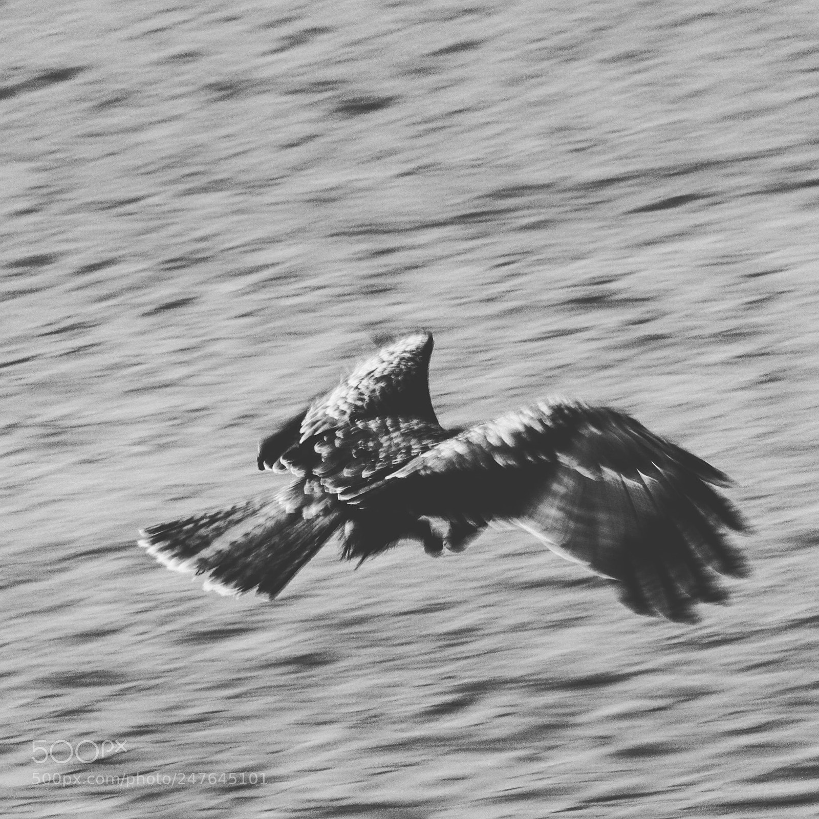 Canon EOS 80D sample photo. Kite photography