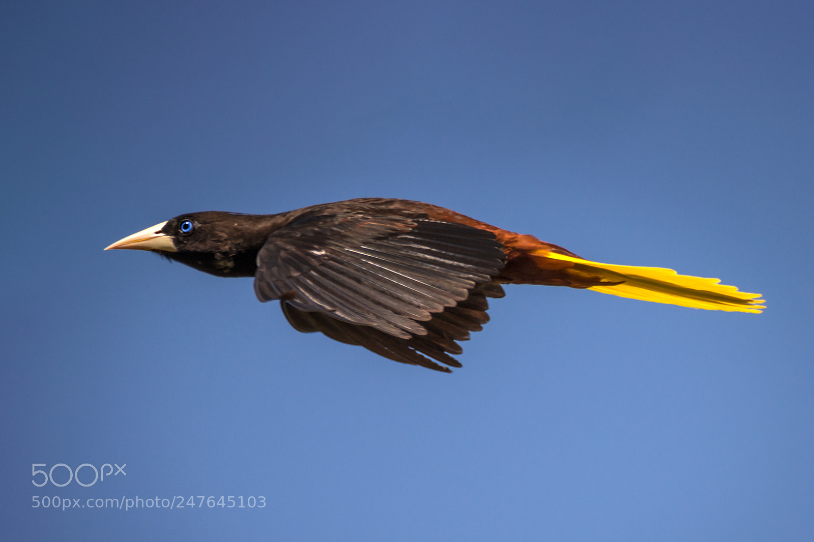 Nikon D7100 sample photo. Japu crested oropendola psarocolius photography