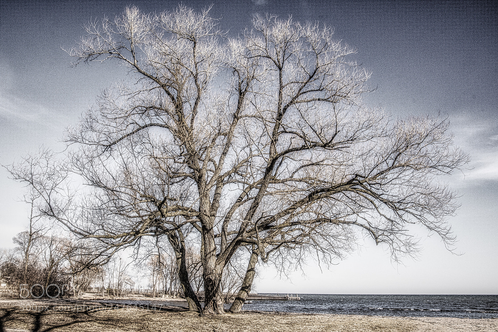 Nikon D7200 sample photo. My favourite tree photography