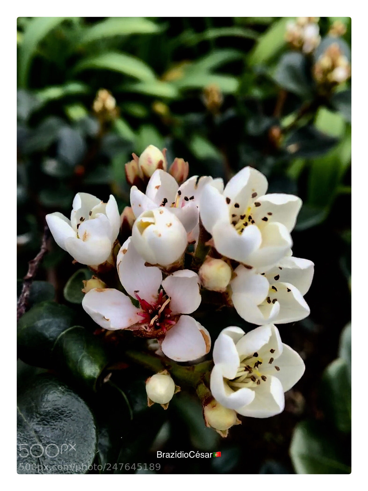 Apple iPhone 6s sample photo. Untitled photography