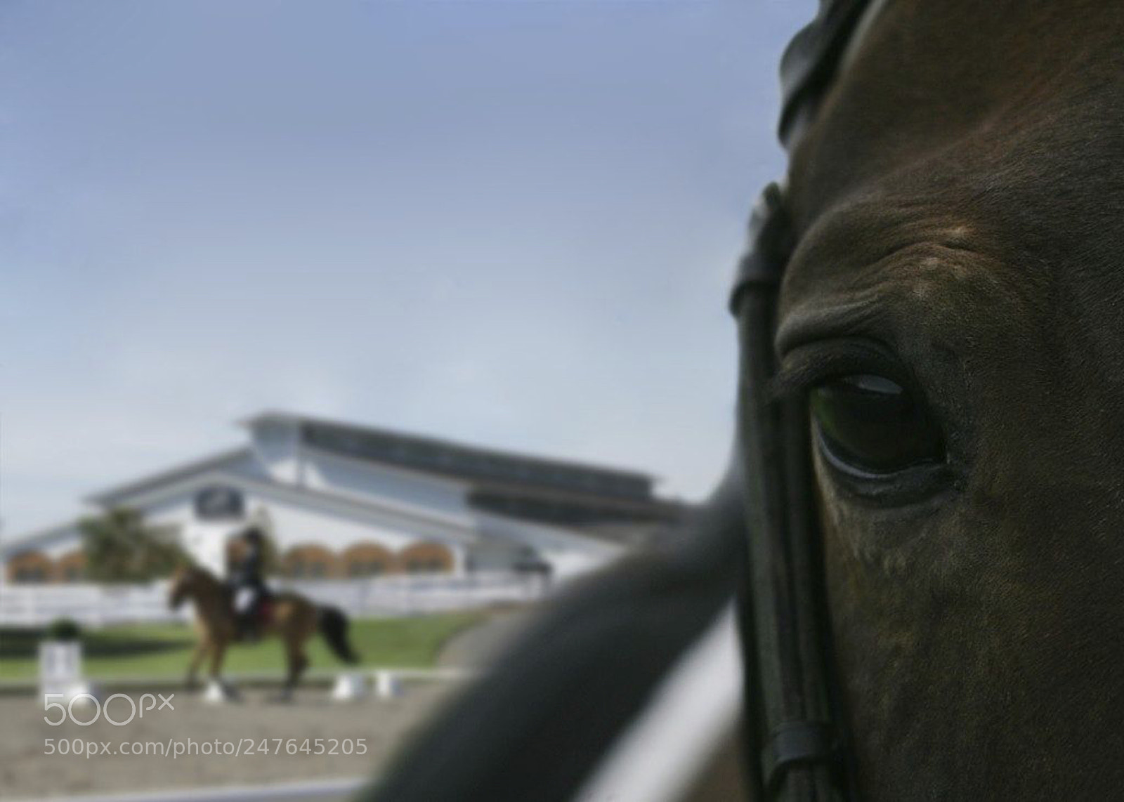 Canon EOS-1Ds Mark II sample photo. The minds eye photography