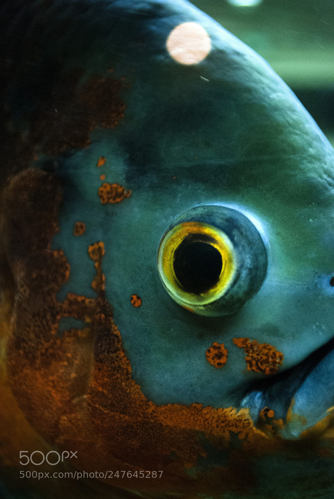 Nikon D60 sample photo. Fish photography