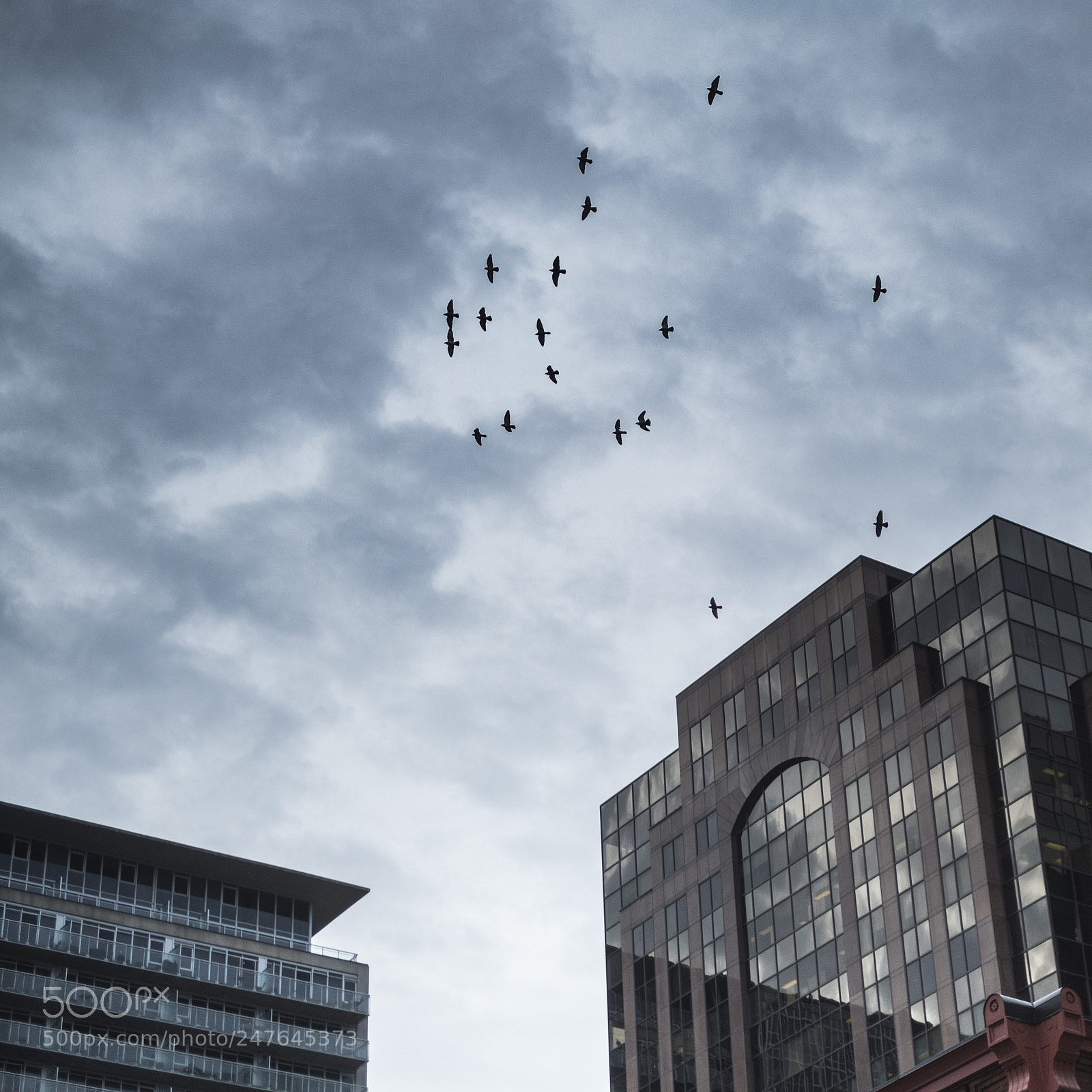 Fujifilm X-T2 sample photo. Flock of pigeons photography