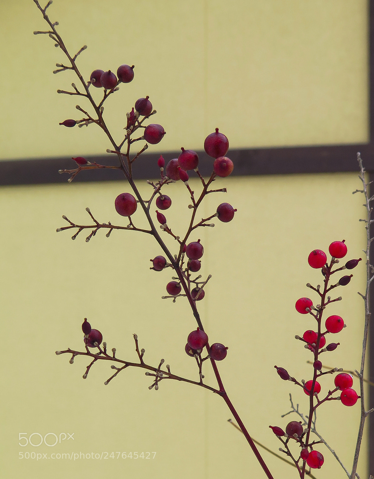 Canon PowerShot G16 sample photo. Red berries photography
