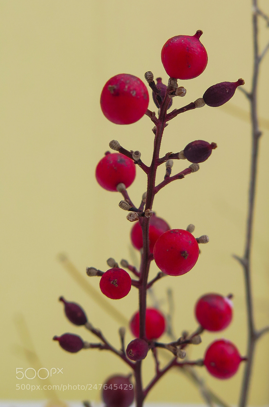 Canon PowerShot G16 sample photo. Red berries photography