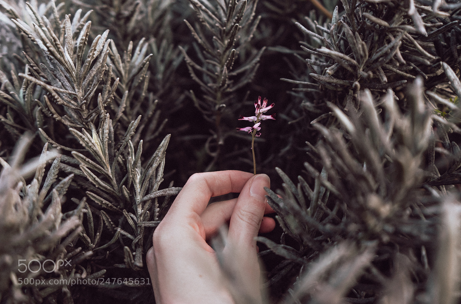 Sony a7 II sample photo. Fragile. photography