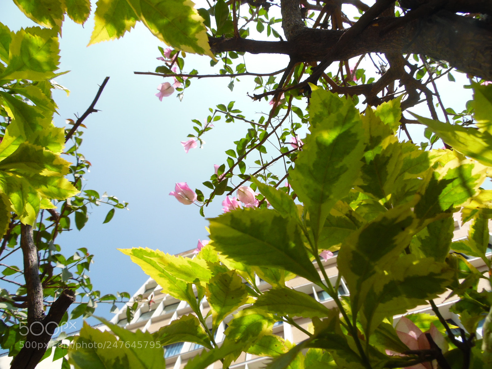 Samsung WB1100F/WB1101F/WB1102F sample photo. From floor. photography