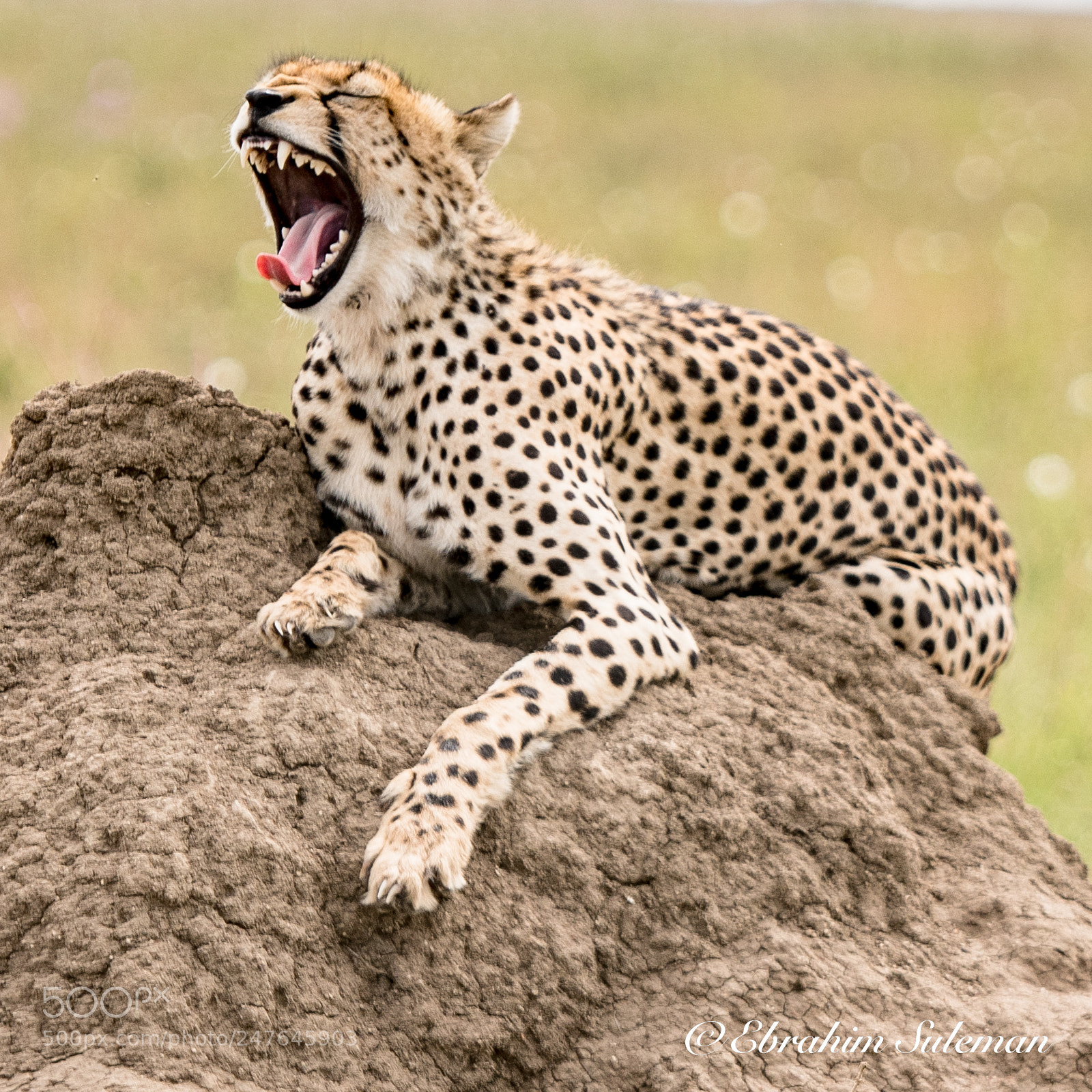 Nikon D850 sample photo. Curved tongue photography