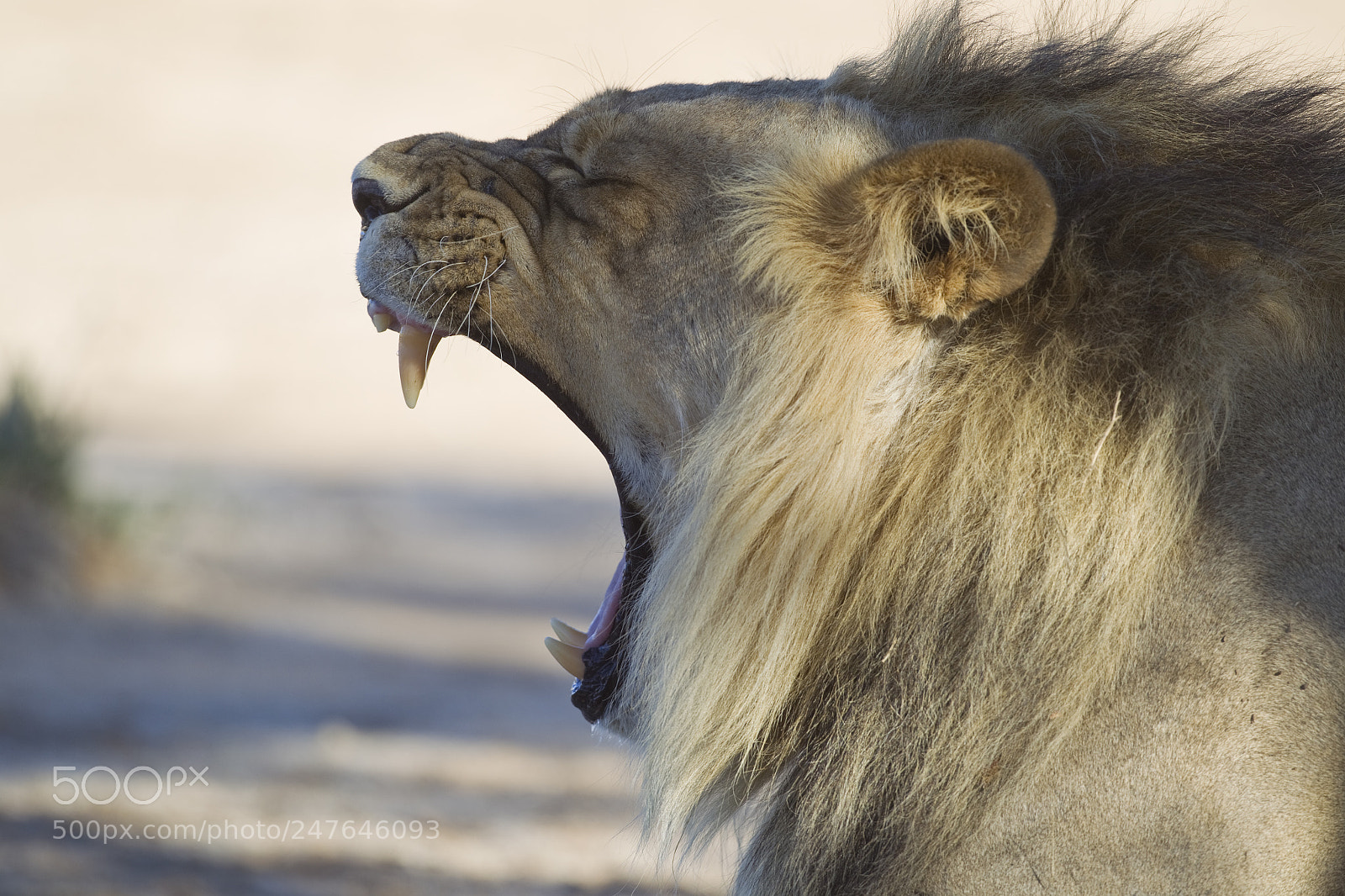 Canon EOS-1D Mark IV sample photo. Picture of the day photography