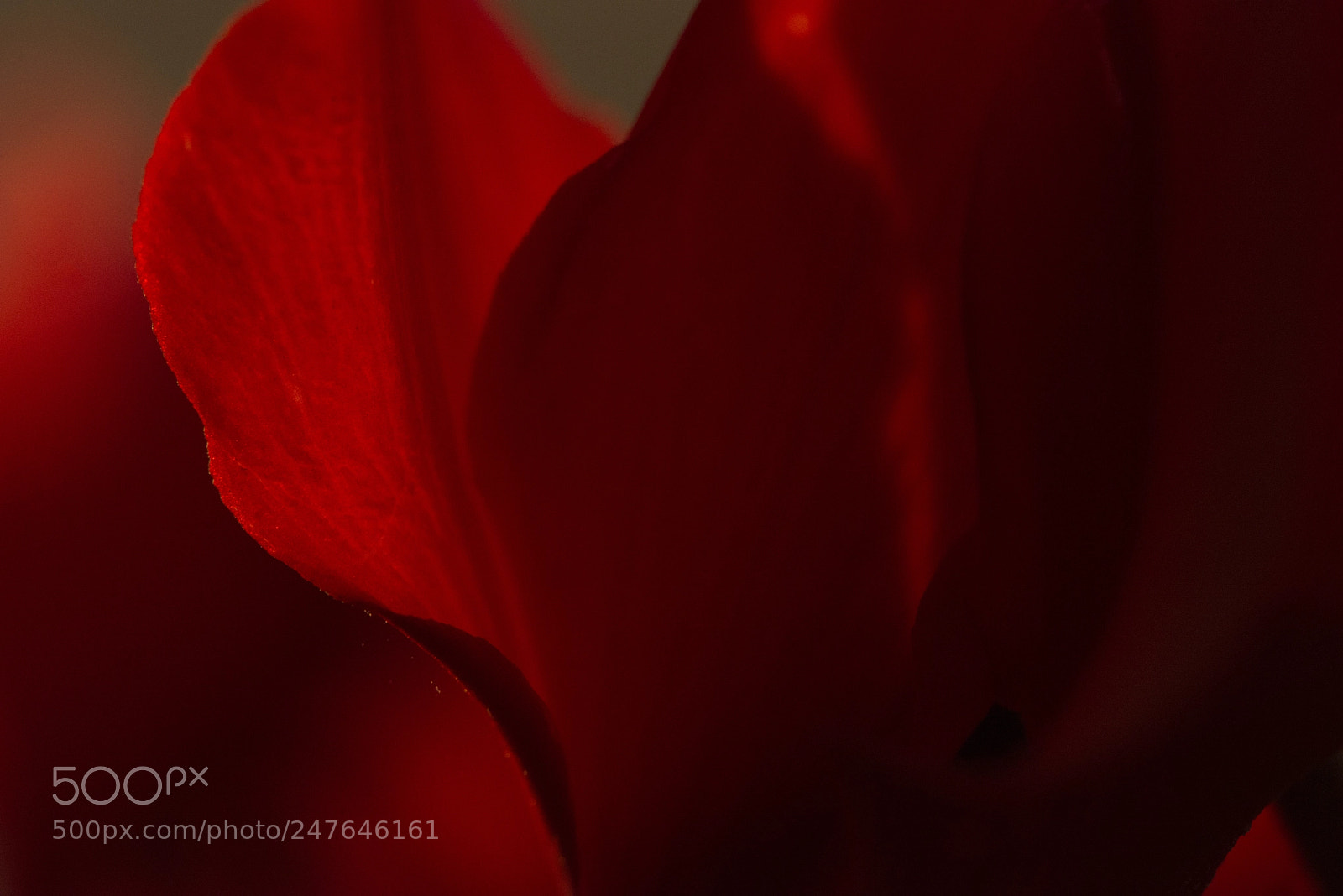Nikon D800E sample photo. Petal photography