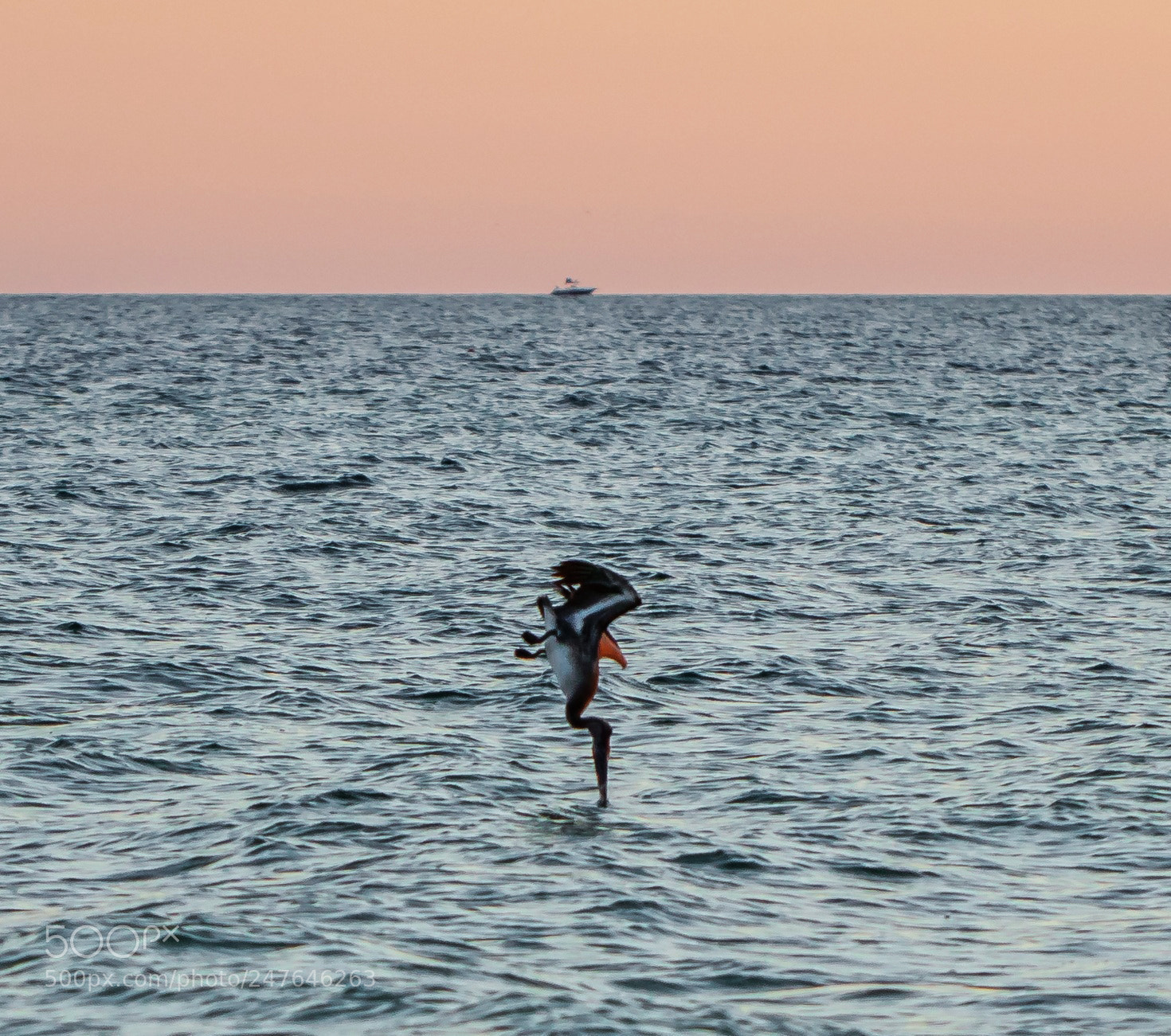 Canon EOS 7D Mark II sample photo. Hunting pelican photography