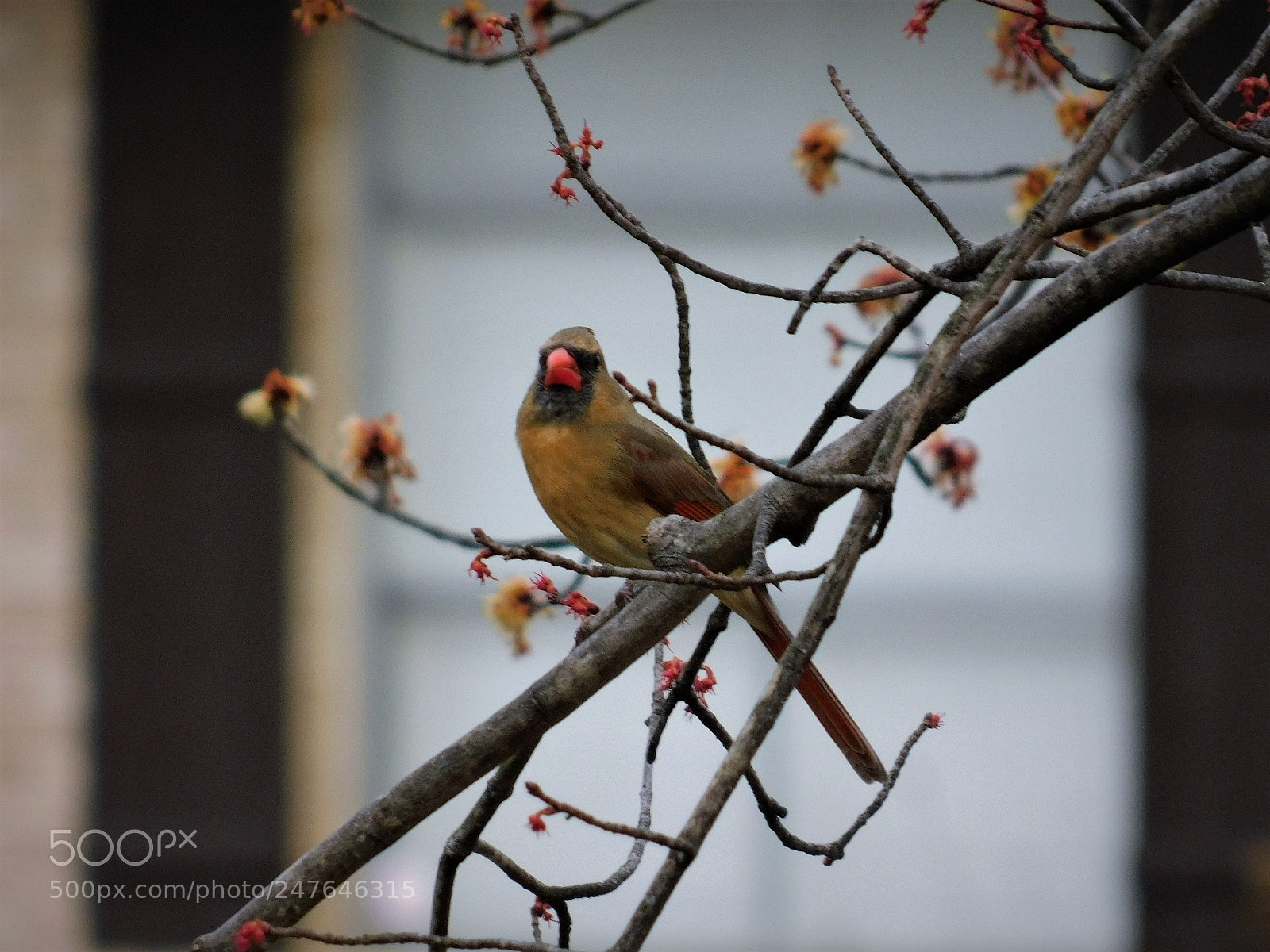 Nikon Coolpix B500 sample photo. Cardinal photography