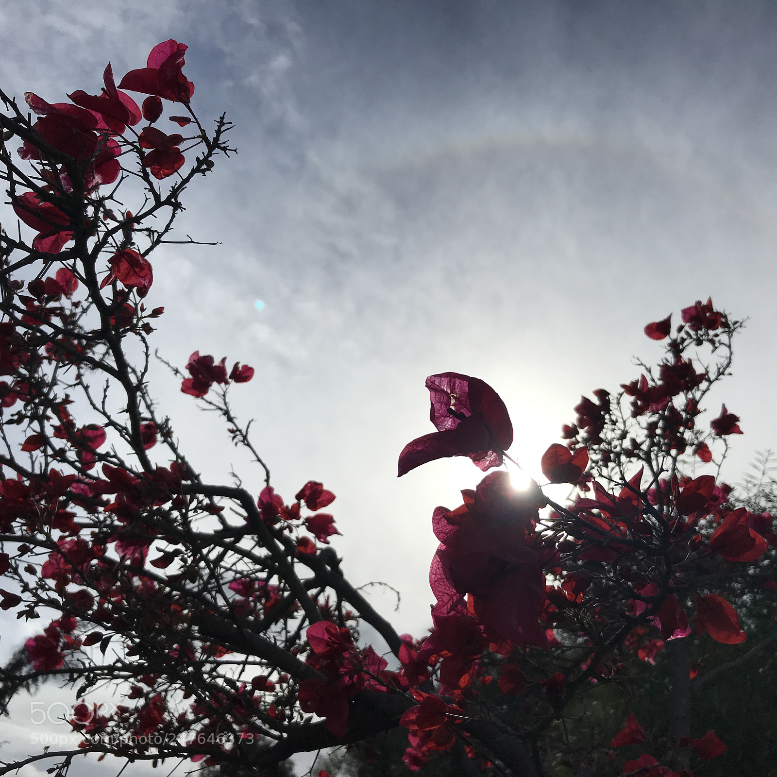Apple iPhone 7 sample photo. Halo solar photography