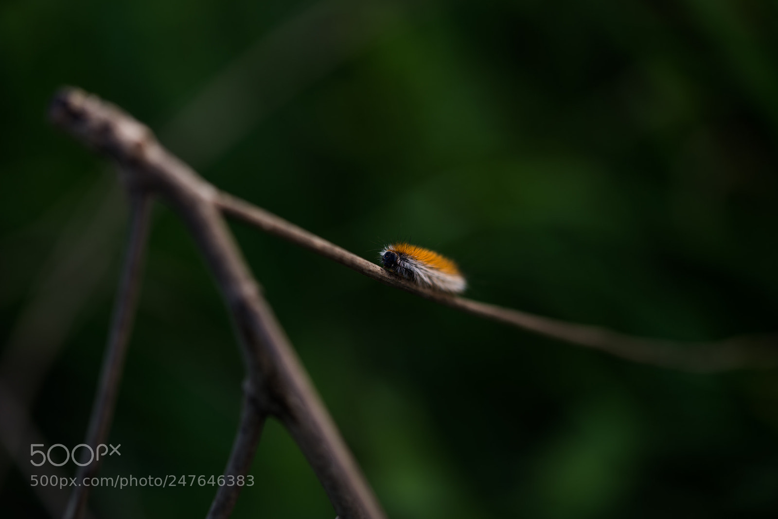 Nikon D610 sample photo. Macro photography