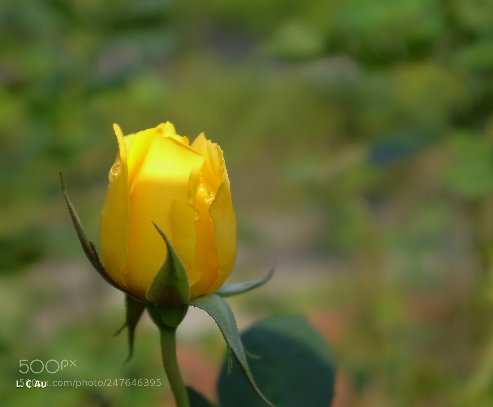 Fujifilm X100S sample photo. Yellow rose photography