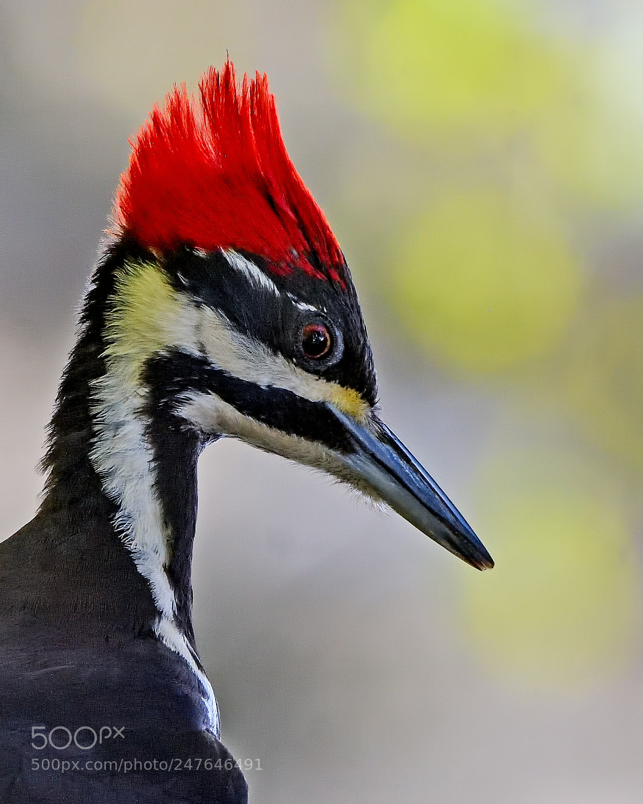Nikon D7200 sample photo. Pileated woodpecker photography