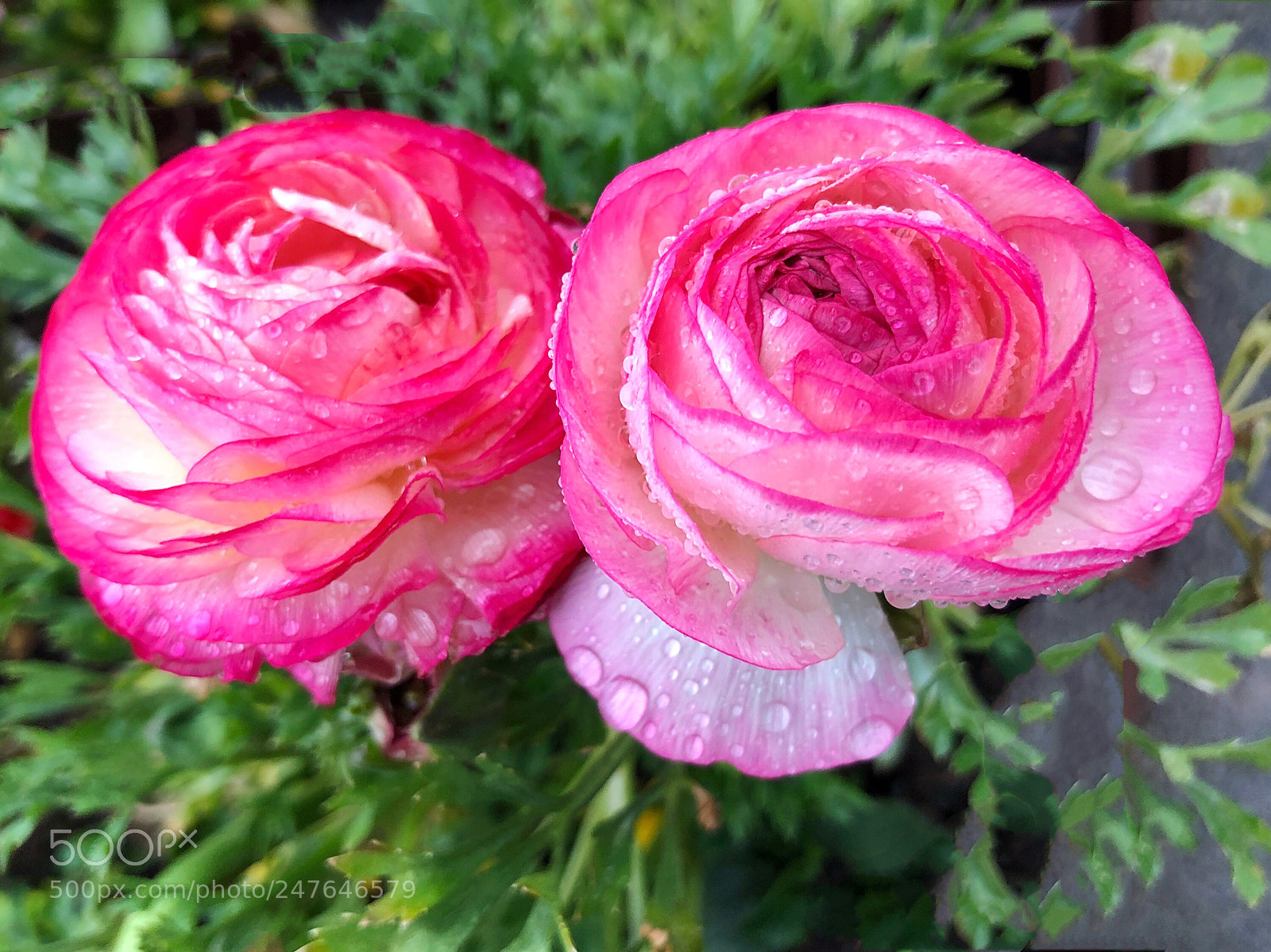 Apple iPhone X sample photo. 陪伴 photography
