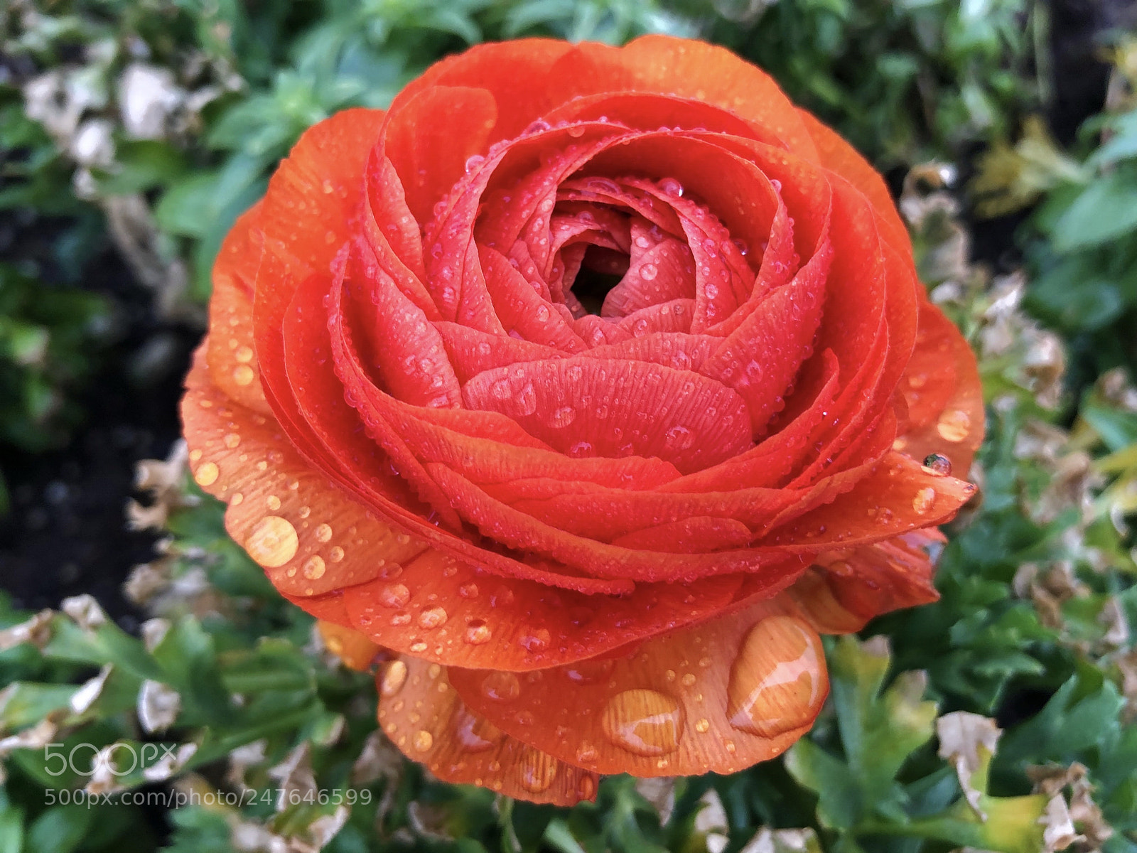 Apple iPhone X sample photo. Untitled photography
