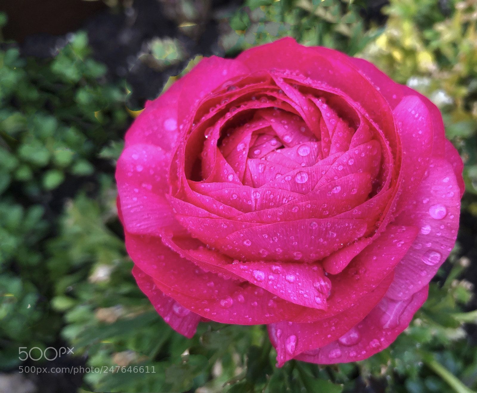 Apple iPhone X sample photo. Untitled photography