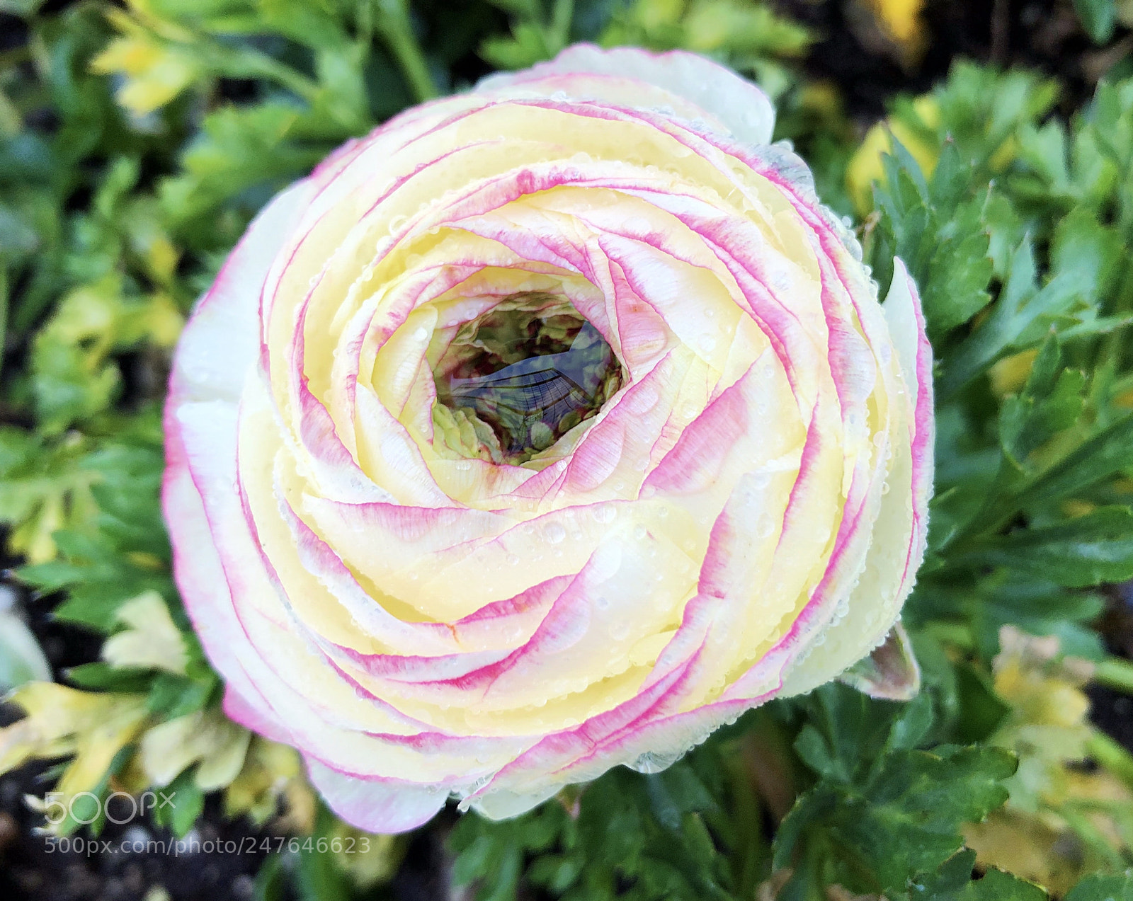 Apple iPhone X sample photo. Untitled photography