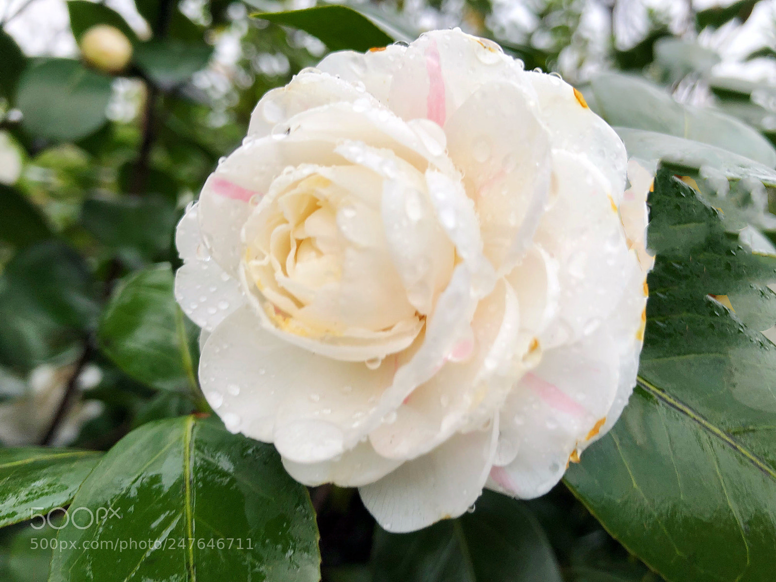 Apple iPhone X sample photo. 秀色未饶三谷雪... photography