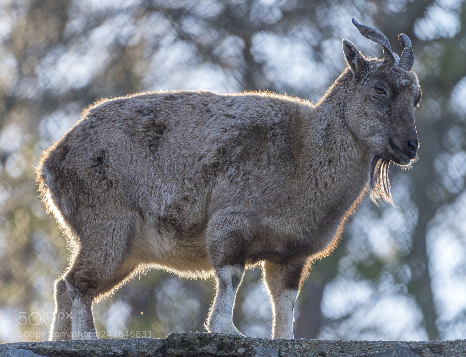 Nikon D810 sample photo. Markhor (capra falconeri heptanari) photography