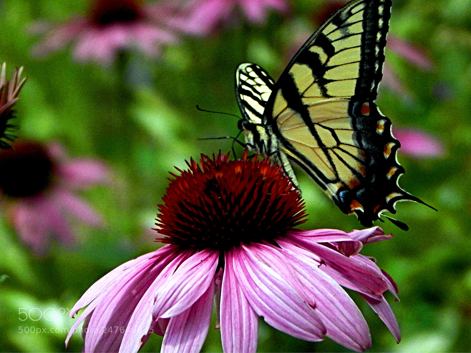 Nikon Coolpix L830 sample photo. Butterfly on purple coneflower photography