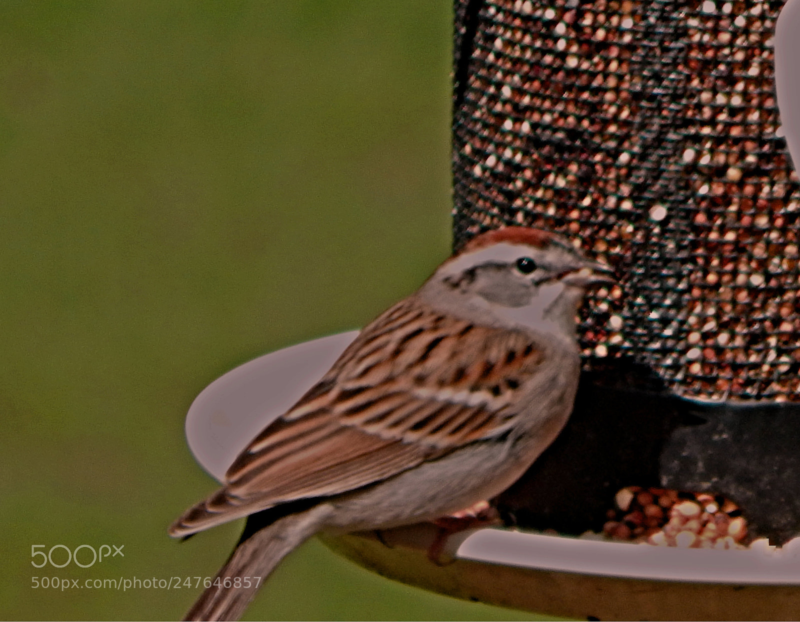 Nikon Coolpix L830 sample photo. Sparrow at bird feeder photography