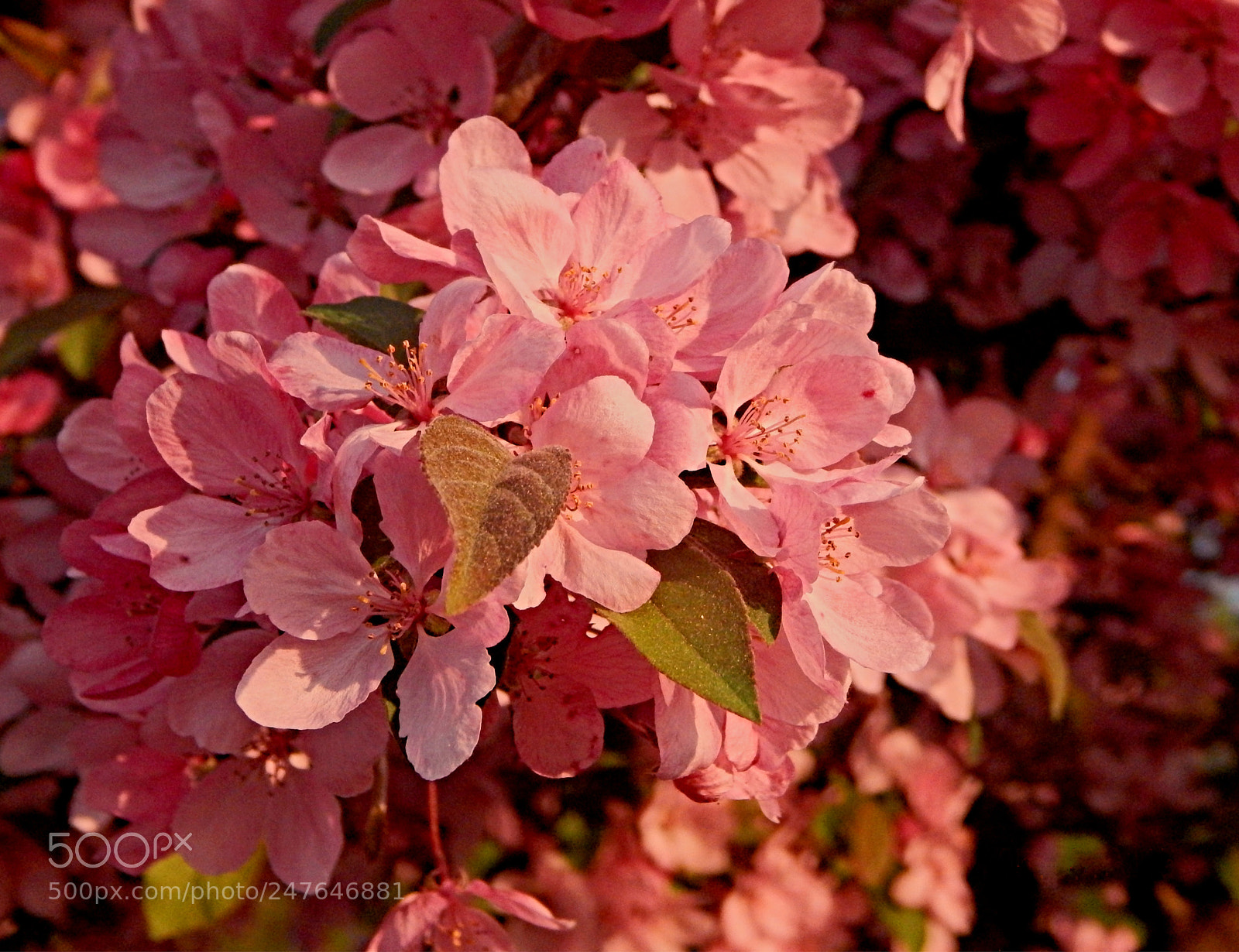 Nikon Coolpix L830 sample photo. Springtime cherry blossom at photography