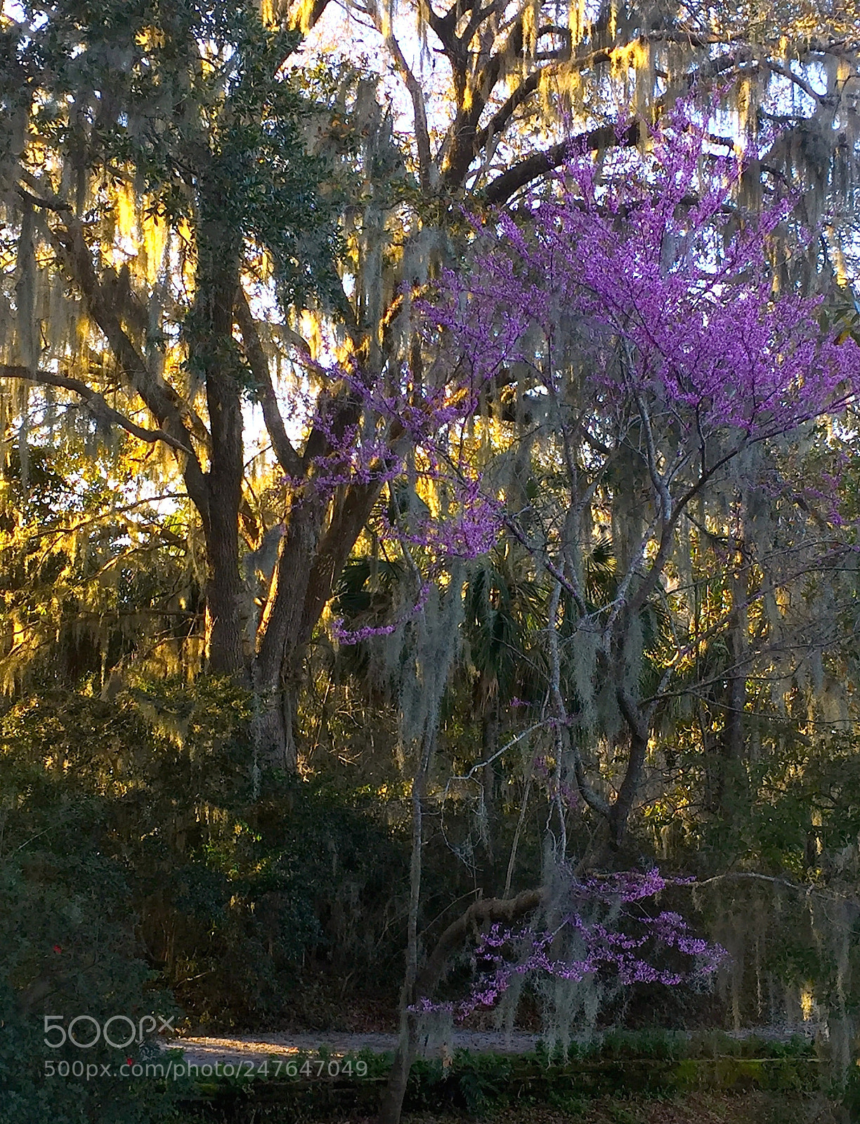 Apple iPhone 6 Plus sample photo. Redbuds and live oaks photography