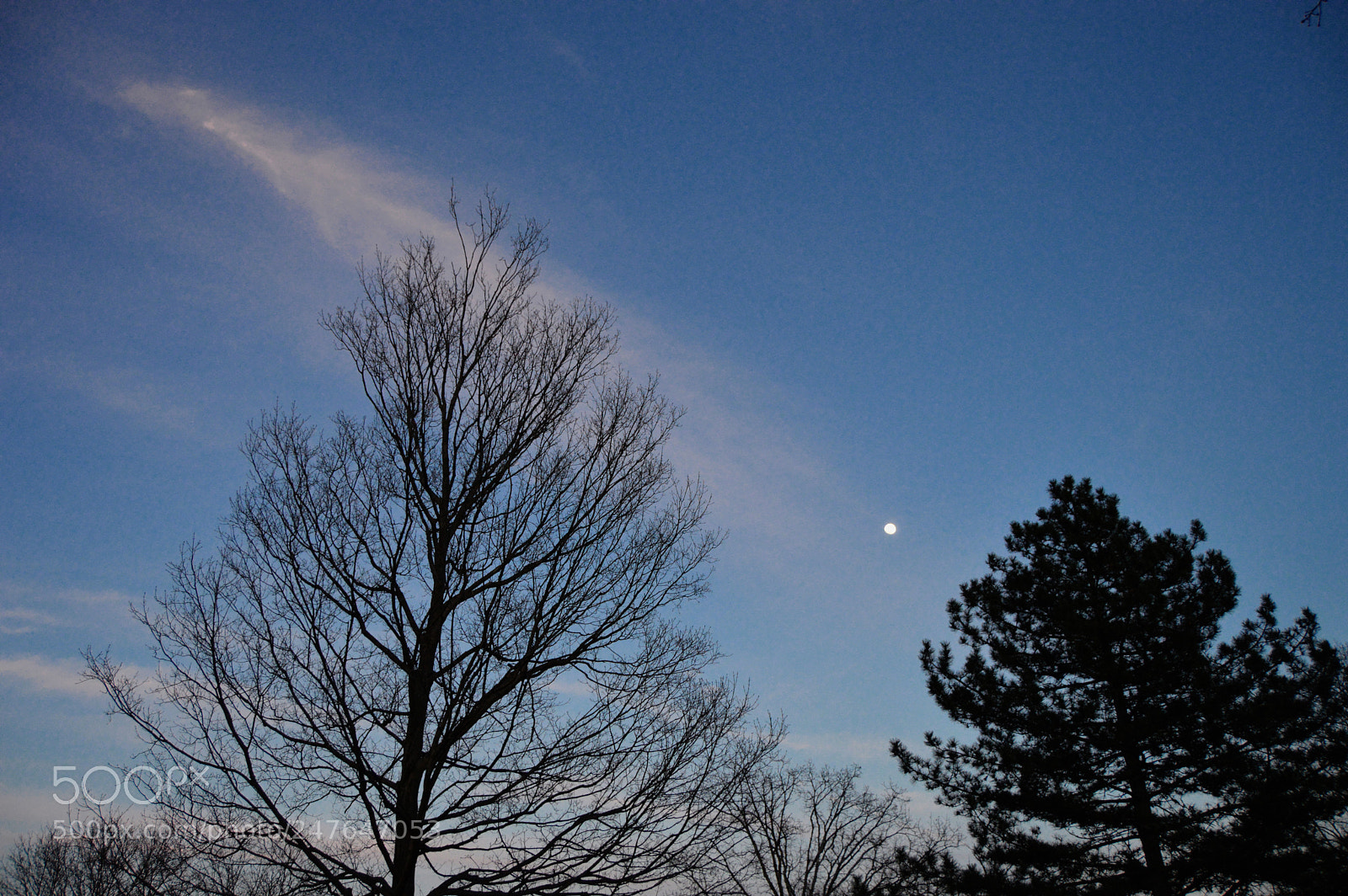 Nikon D3200 sample photo. Moon trees photography