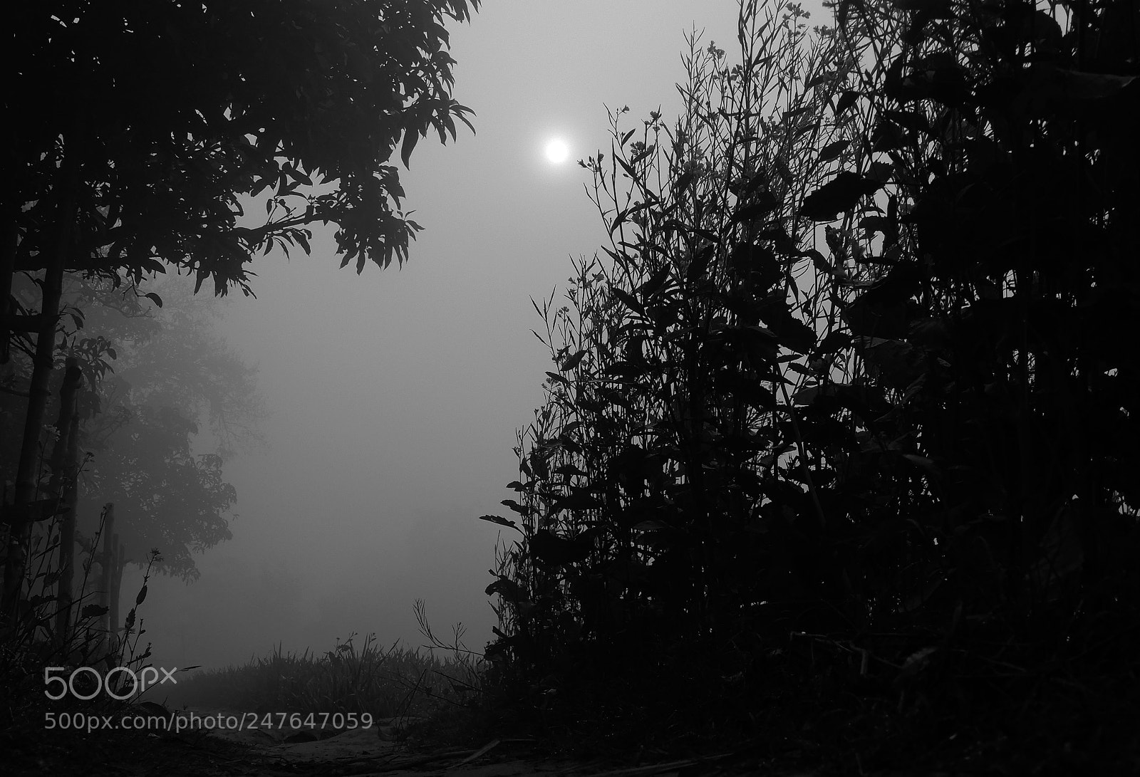 Nikon Coolpix A900 sample photo. Misty morning.. photography