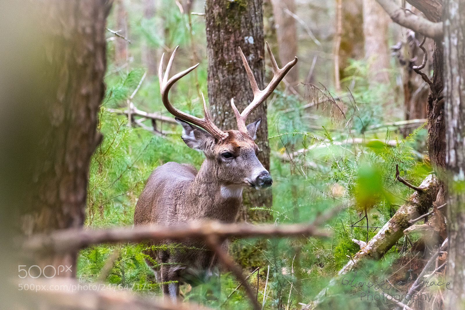 Nikon D7500 sample photo. Buck photography