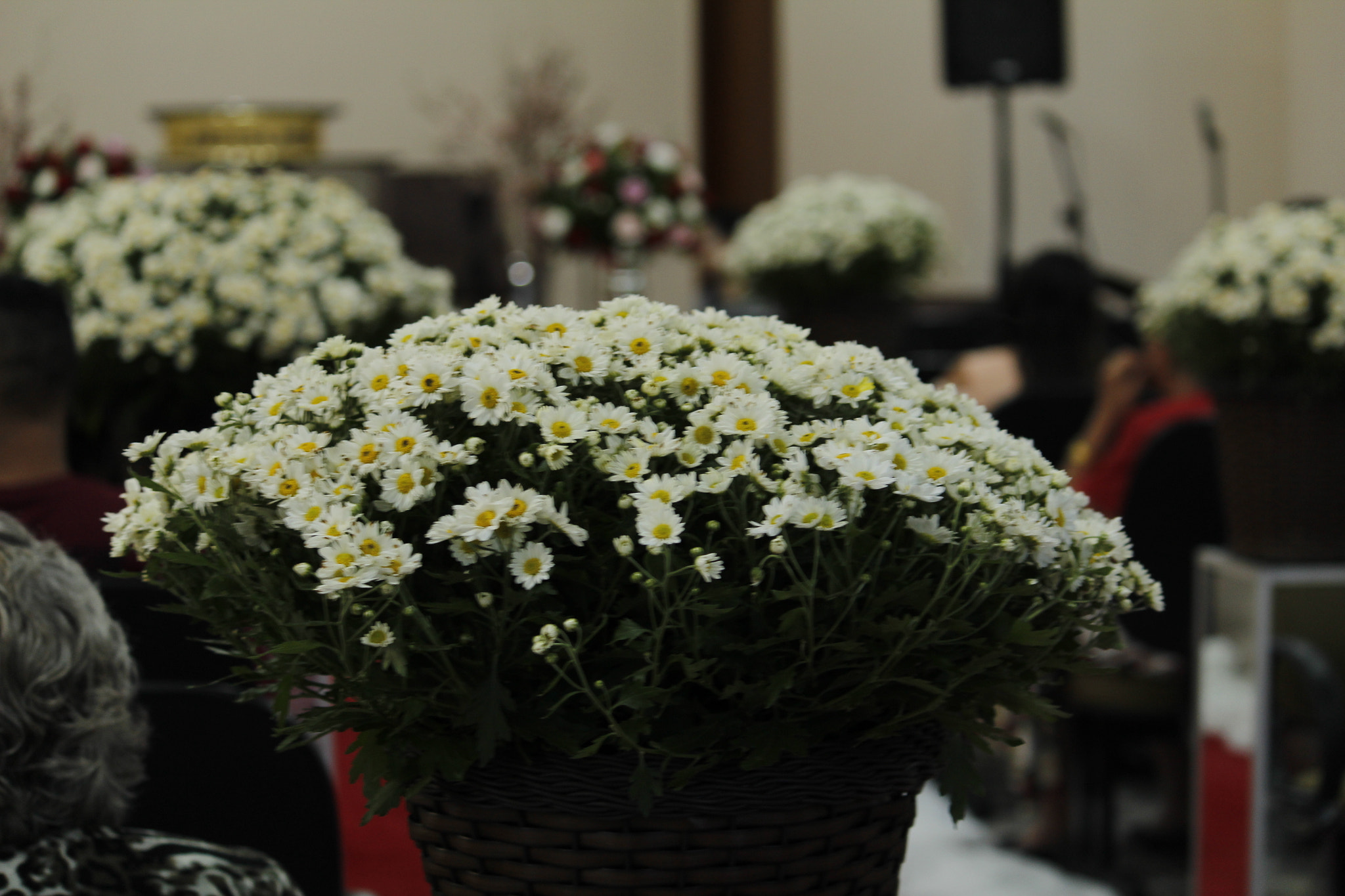 Canon EF-S 55-250mm F4-5.6 IS II sample photo. Mg photography