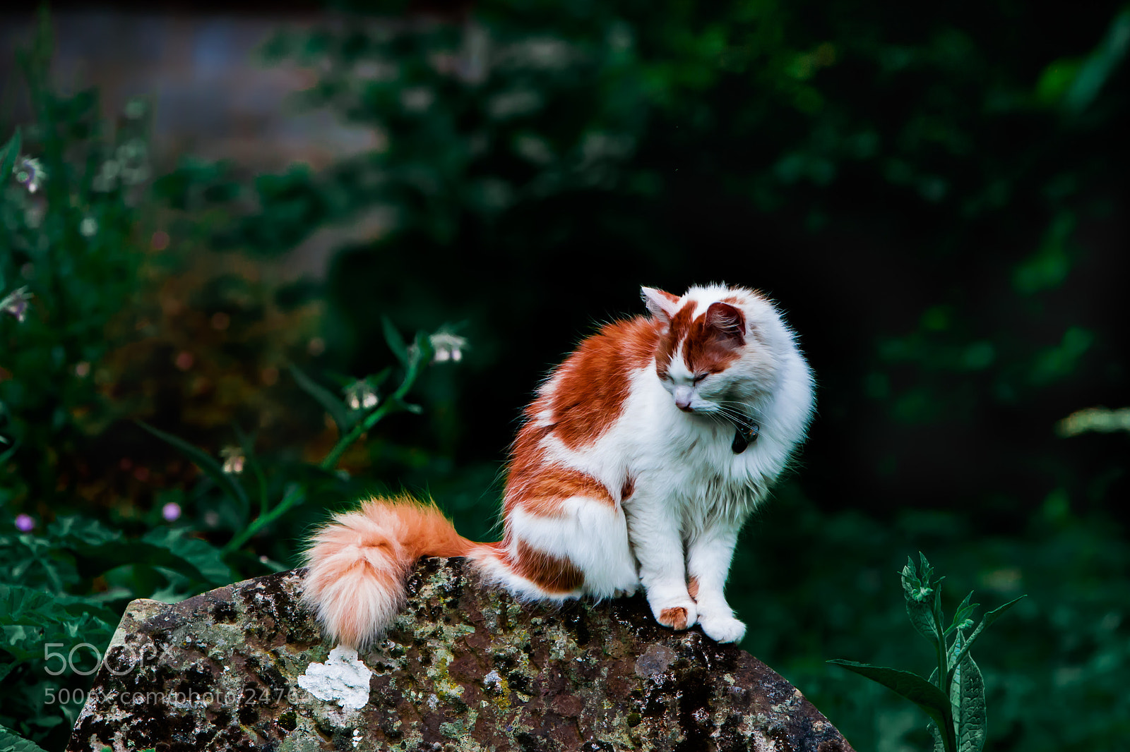 Canon EOS 40D sample photo. The cat at berkeley  photography