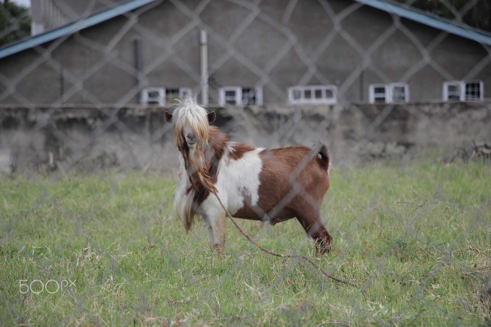 Canon EOS 600D (Rebel EOS T3i / EOS Kiss X5) sample photo. Img photography