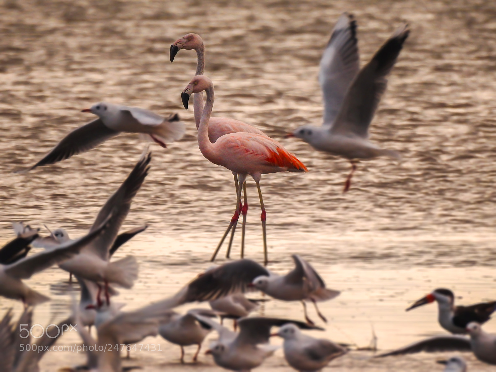 Nikon Coolpix P900 sample photo. Flamingos photography