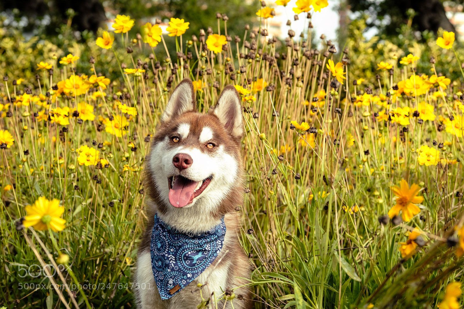 Fujifilm X-T2 sample photo. Selim photography
