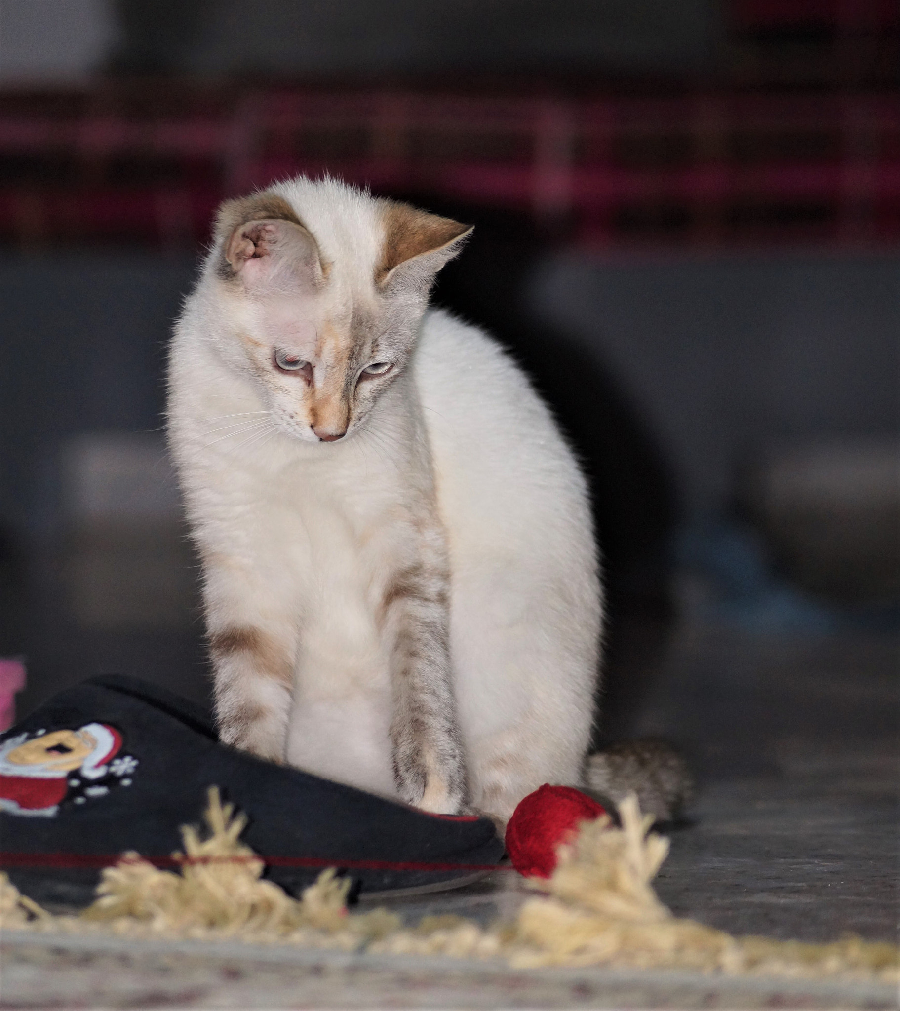 Sony DT 55-200mm F4-5.6 SAM sample photo