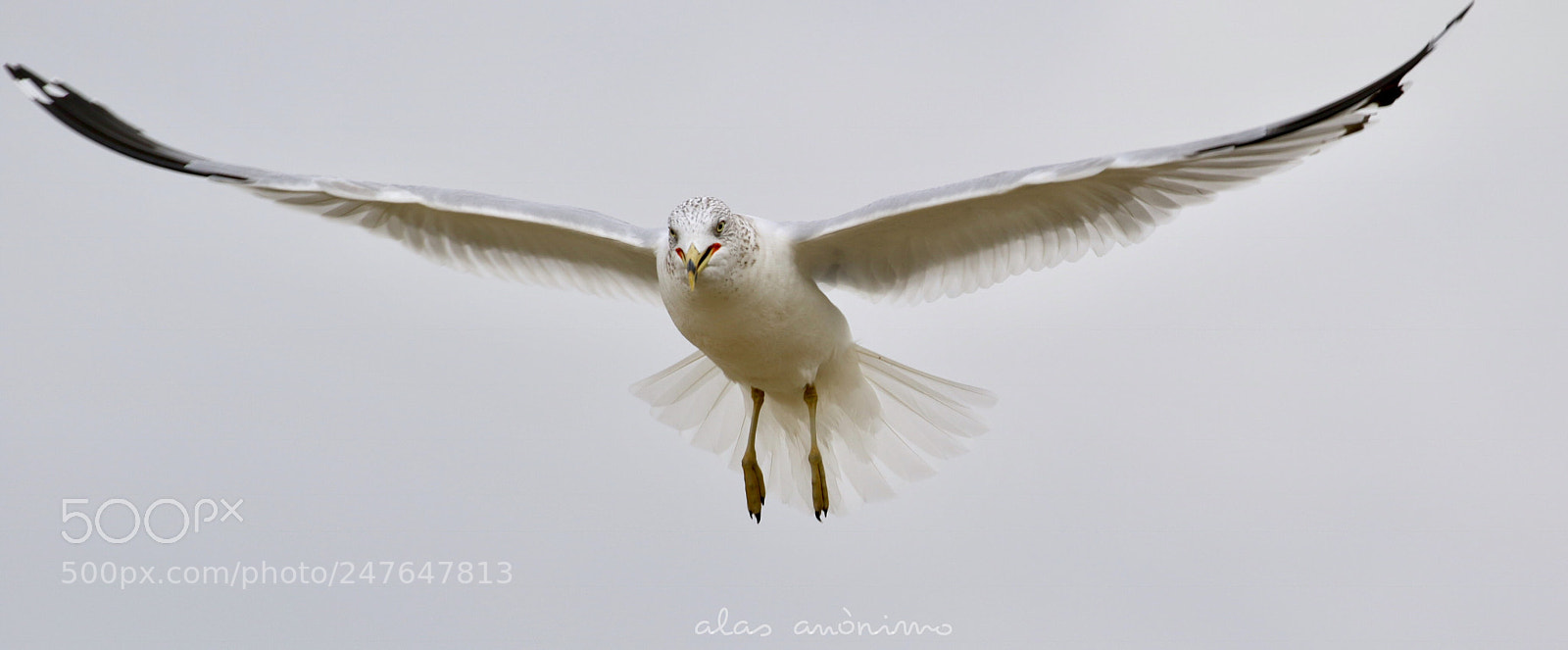 Canon EOS 7D Mark II sample photo. Wind and wings.....! photography