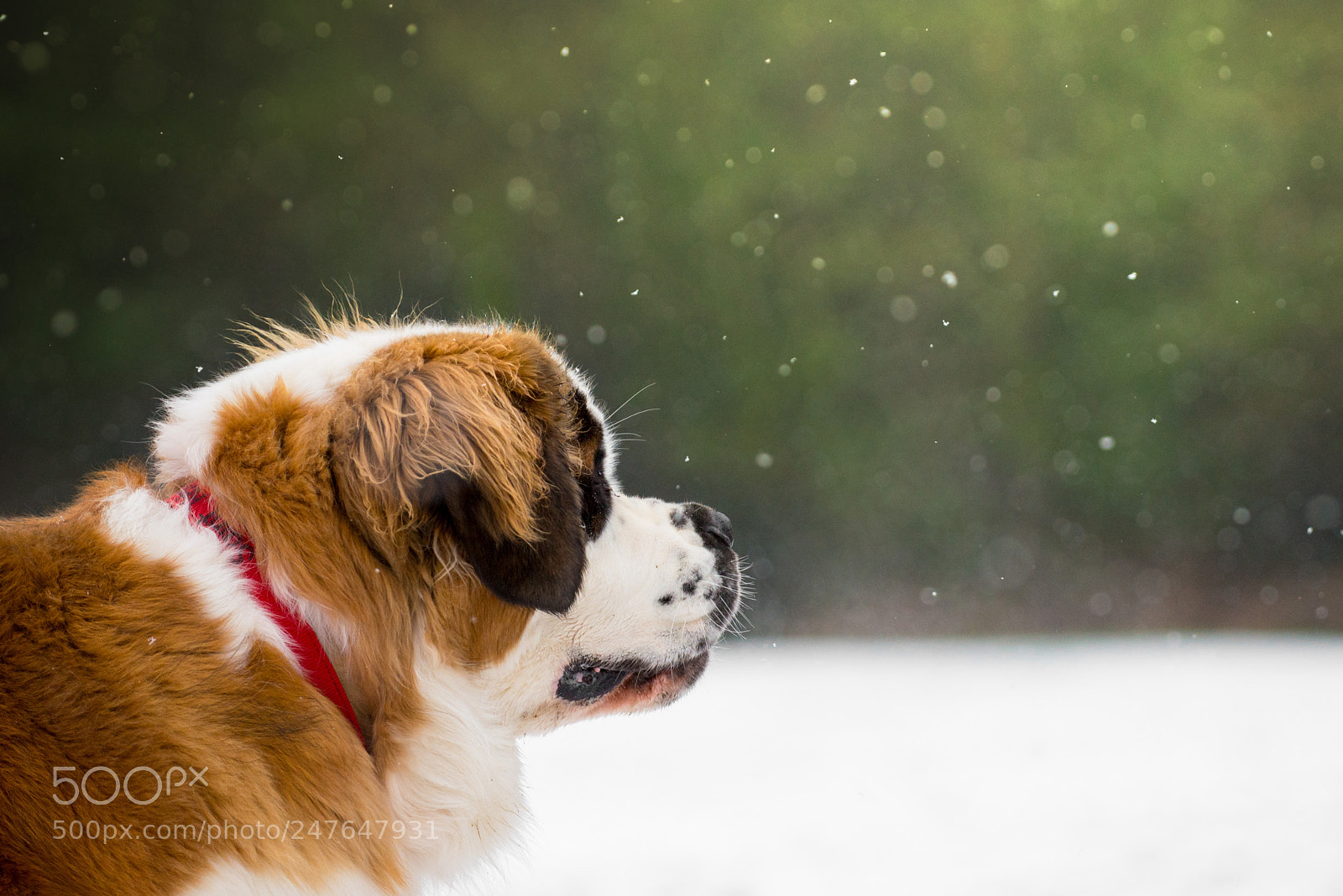 Nikon D610 sample photo. Remy photography