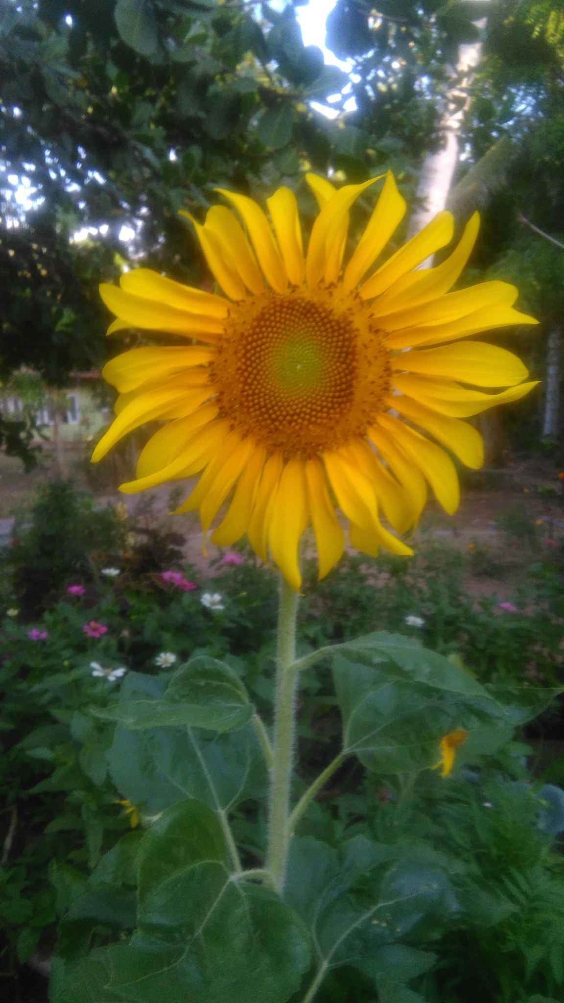 HUAWEI G620S-L01 sample photo. Sunflower photography