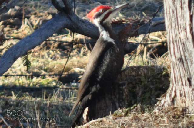 Nikon D5000 sample photo. Pilates woodpecker photography