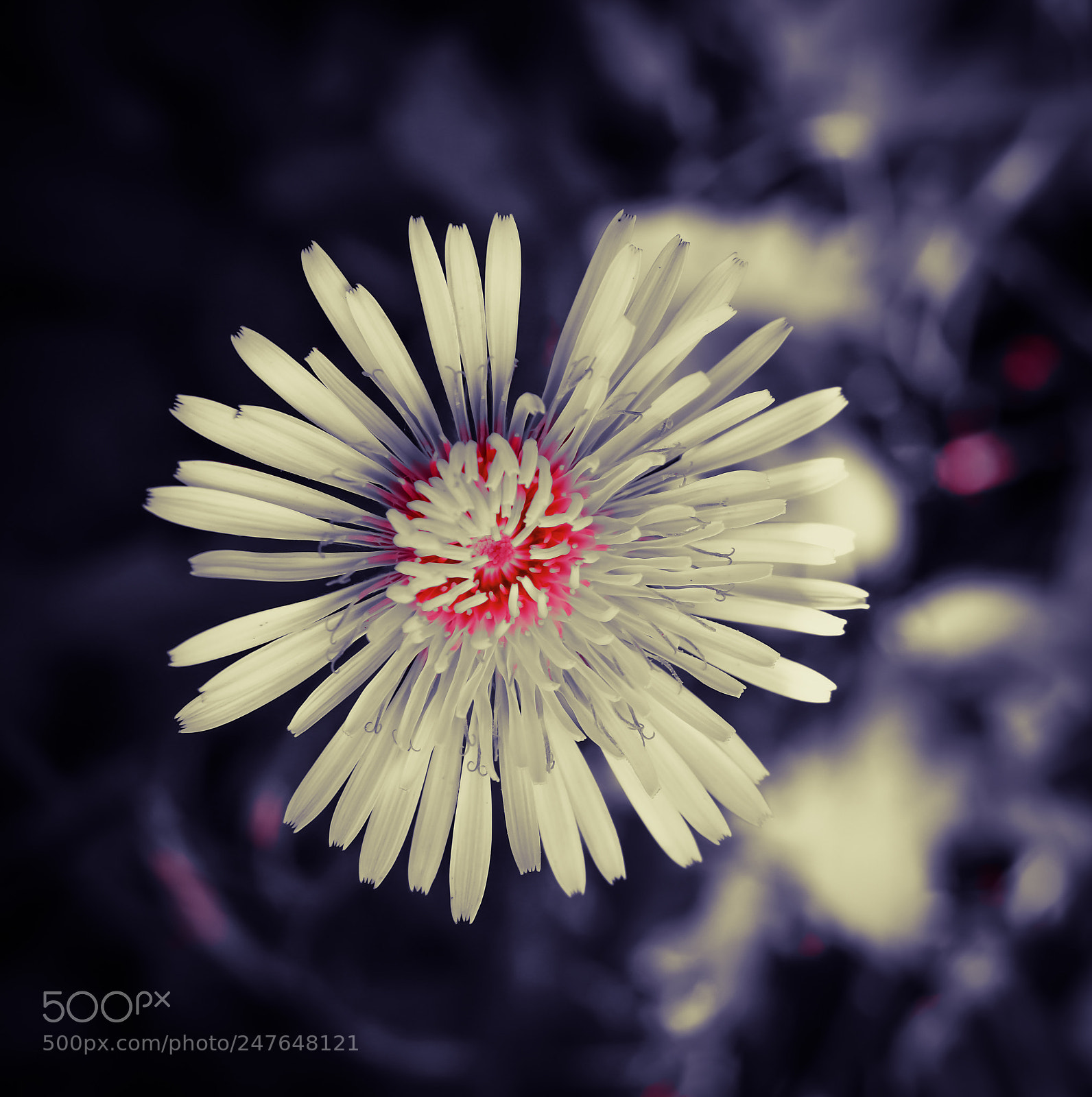 Canon EOS 77D (EOS 9000D / EOS 770D) sample photo. Untitled photography