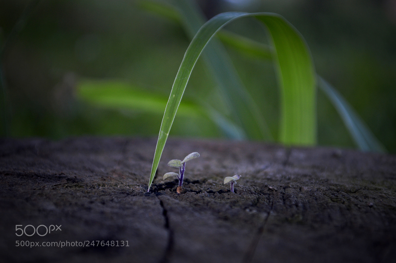 Nikon D3200 sample photo. Sprouts on old trunk photography