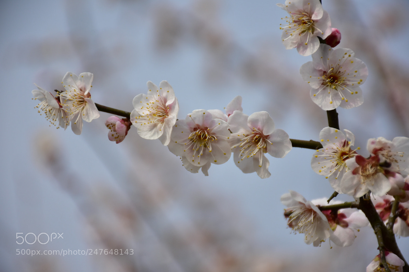 Nikon D7200 sample photo. Untitled photography