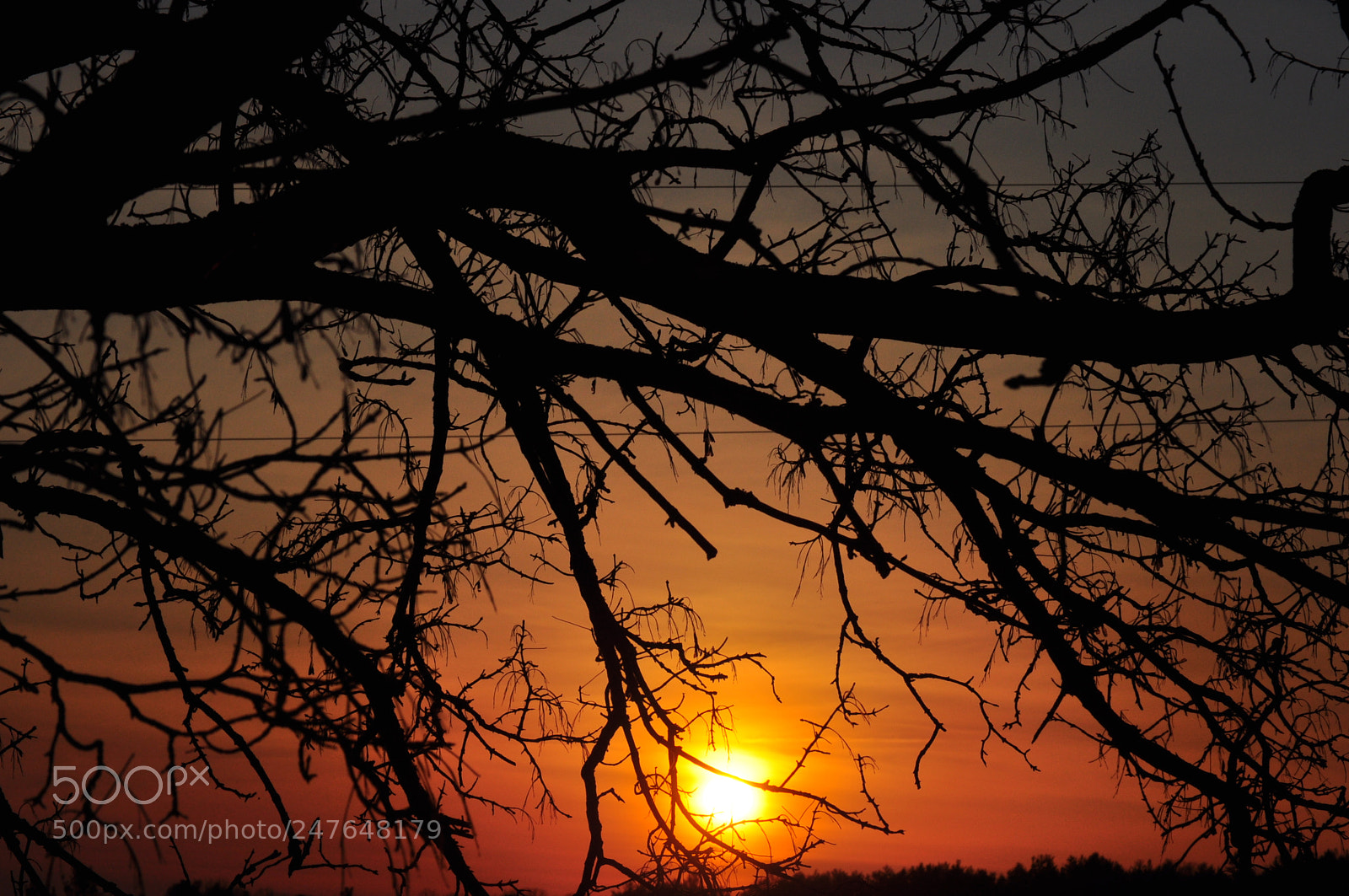 Nikon D5000 sample photo. Sun veins photography