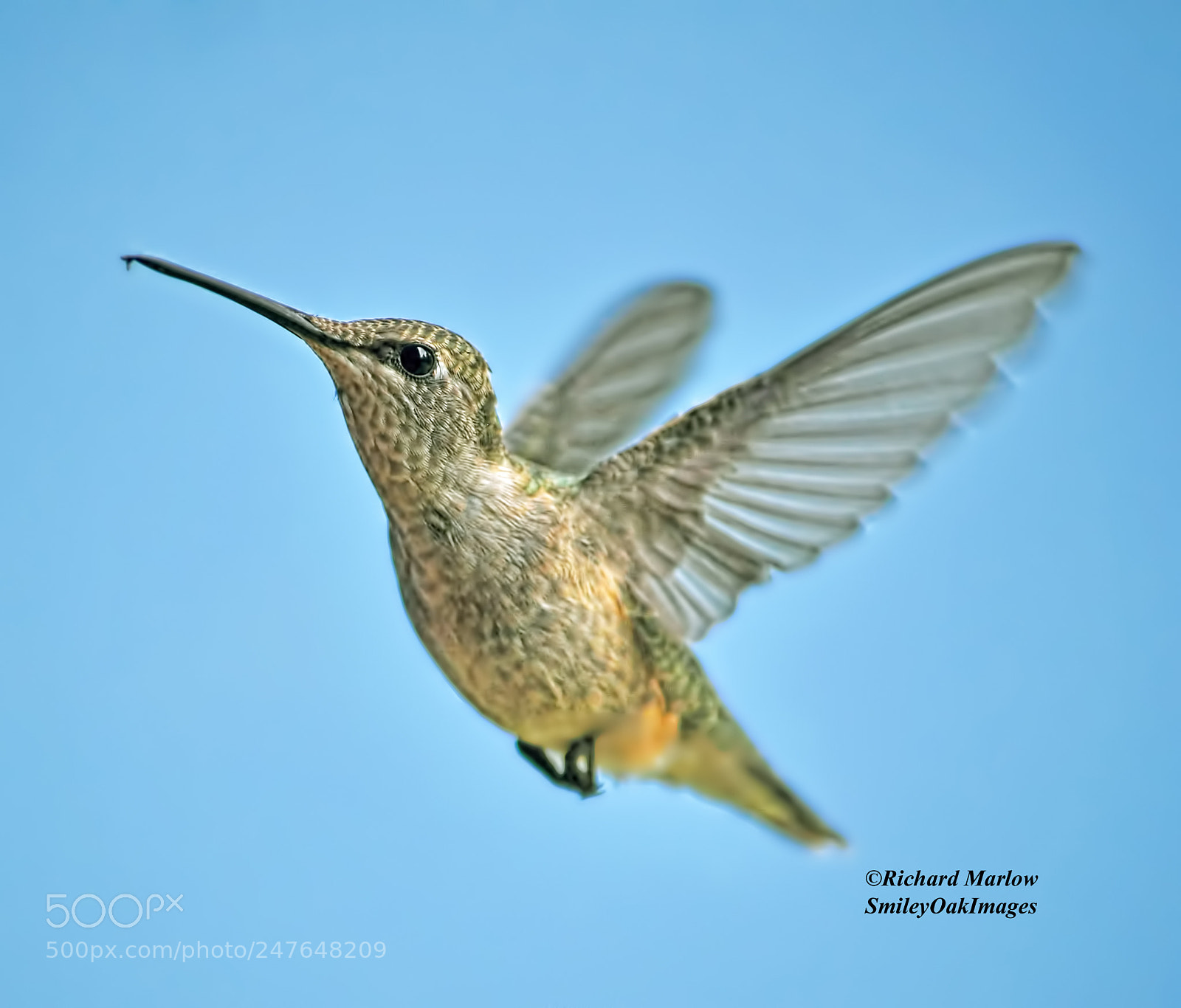 Nikon D5000 sample photo. Hummingbird photography
