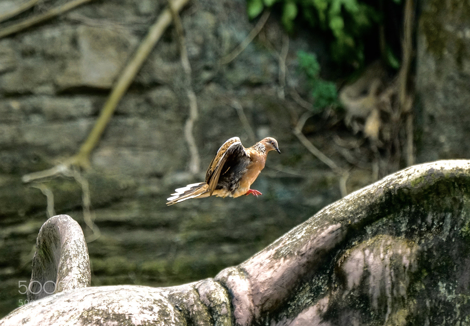 Sony a7R II sample photo. Landing position photography
