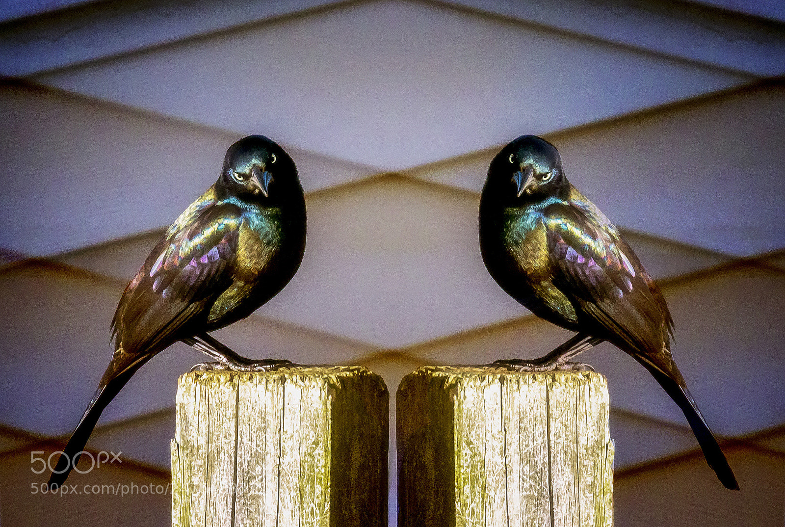 Canon EOS 7D Mark II sample photo. Blackbirds photography